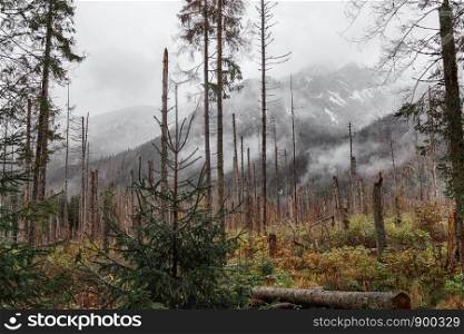 Autumn view, yellow green trees and snow-capped mountains. Morske Oko, Poland. Autumn view, yellow green trees and snow-capped mountains. Morske Oko, Poland, Europe