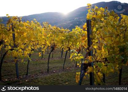 autumn vineyards in the sunset light