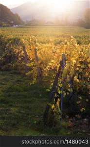 autumn vineyards in the sunset light