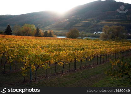 autumn vineyards in the sunset light