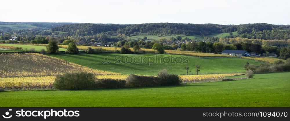 autumn viniyards and rural landscape in dutch province of south limburg on sunny day in the fall