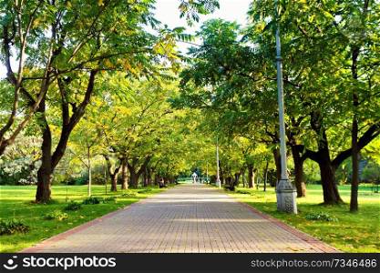 Autumn walkway in park. Juglans mandshurica alley. Sunny autumn day. Autumn landscape - beautiful autumn lane in the forest. Garden walkway with picturesque colorful autumn trees