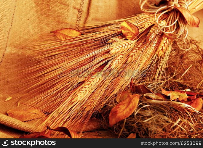 Autumn wheat background with autumn leaves