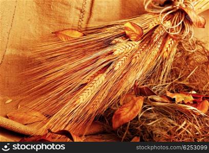 Autumn wheat background with autumn leaves