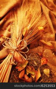 Autumn wheat background with leaves