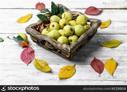autumn wild pear. Harvest late autumn pears in wooden basket