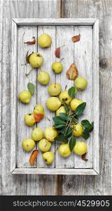 autumn wild pear. Harvest late autumn pears in wooden box