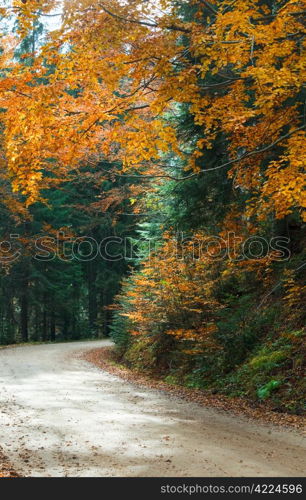 Autumn winding secondary road in the mountain forest