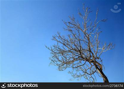 autumn winter tree branches in blue sky day