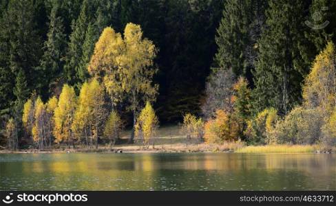 Autumn with the yellow foliage, reflected in Lake Saint Ann