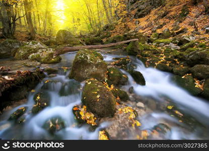 Autumn wood and river flow. Composition of nature.. Autumn wood.