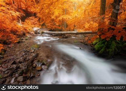 Autumn woods with yellow trees foliage and creek in mountain. Smoky Mountains National Park, USA. Autumn woods with yellow trees foliage and creek in mountain.