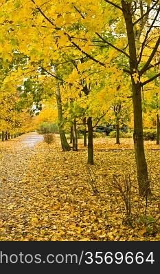 autumn yellow alley
