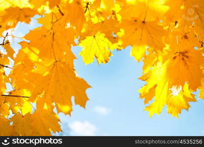 Autumn yellow and orange maple leaves on the blue sky background