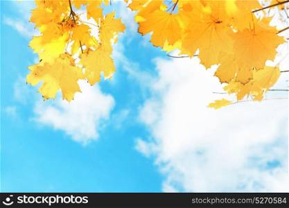 Autumn yellow and orange maple leaves on the blue sky background