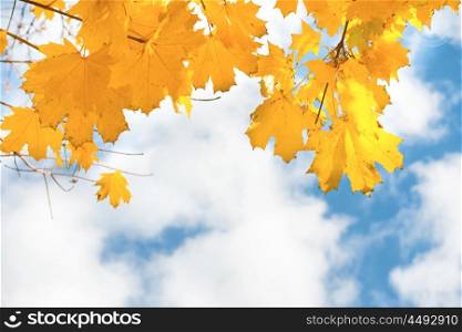 Autumn yellow and orange mapple leaves on the blue sky background