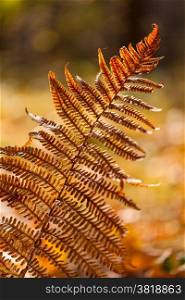 Autumn yellow fern. Autumn yellow fern. Close-up with blured background.