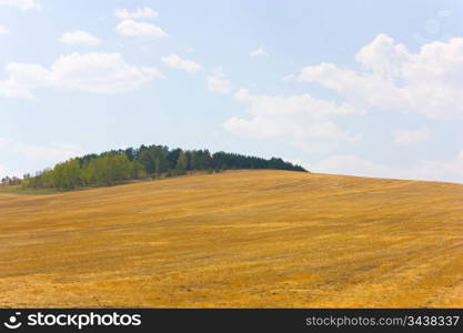 autumn yellow field and the blue sky