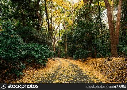 Autumn Yellow Ginkgo fallen leaves covered ground and small empty road in lush green forest at Meiji Jingu Shrine park - Tokyo green space