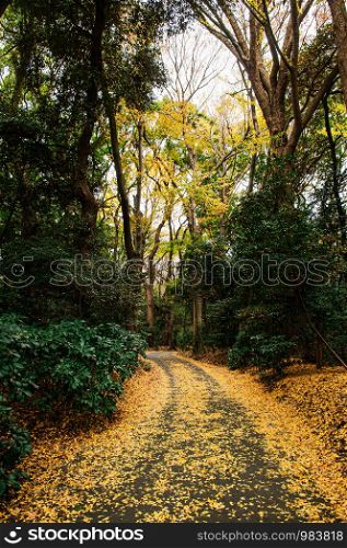 Autumn Yellow Ginkgo fallen leaves covered ground and small empty road in lush green forest at Meiji Jingu Shrine park - Tokyo green space