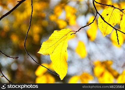 Autumn yellow leaves. Background. Autumn leaves