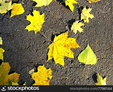 Autumn yellow leaves. Background. Autumn leaves