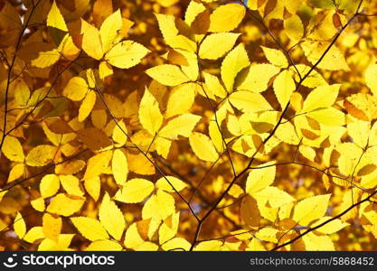 Autumn yellow leaves background in sunny day