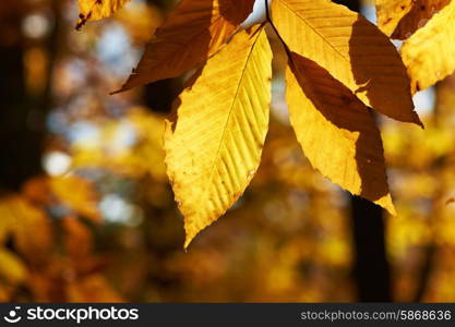 Autumn yellow leaves background in sunny day