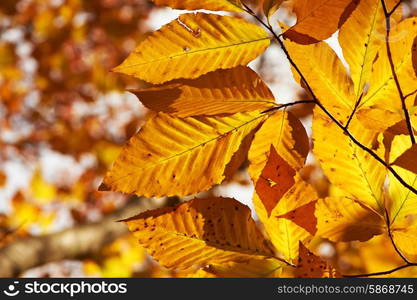 Autumn yellow leaves background in sunny day