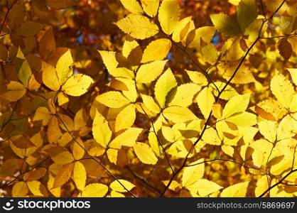 Autumn yellow leaves background in sunny day