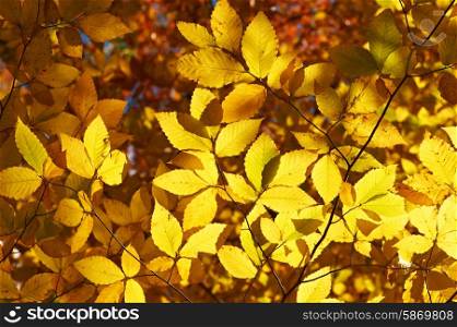 Autumn yellow leaves background in sunny day