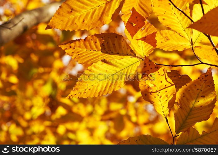 Autumn yellow leaves background in sunny day