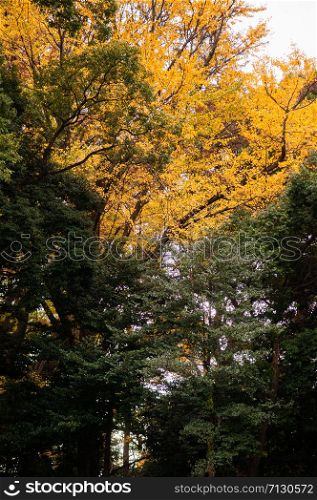 Autumn Yellow leaves Ginkgo tree and lush green forest at Meiji Jingu Shrine park - Tokyo green space
