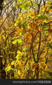 Autumn yellow leaves hanging on oak tree in autumn park under sunlight