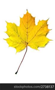 Autumn yellow maple leaf isolated on white background