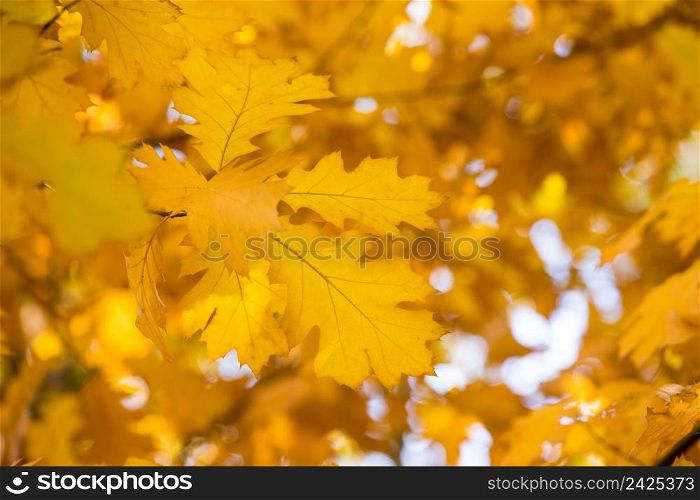 Autumn yellow maple leaves background