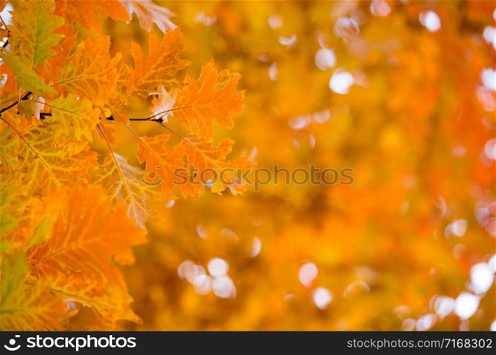 Autumn yellow maple leaves background