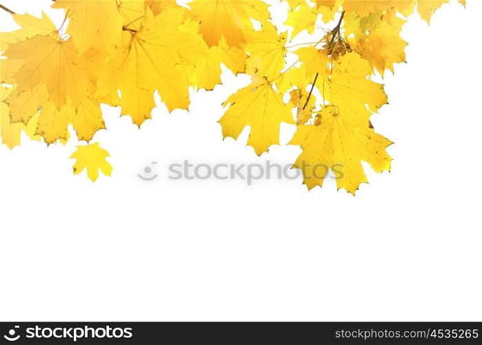 Autumn yellow maple leaves isolated on white background