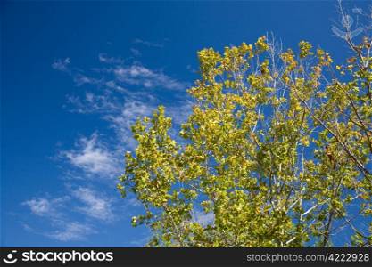Autumn yellow maple tree against a deep blue sky with clouds. Background with room for text.