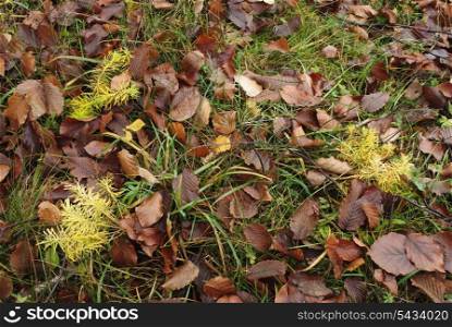 Autumnal background with leafs and grass and plants