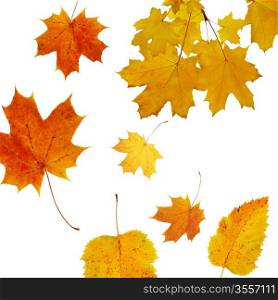 autumnal background with Maple tree, season design, selective focus
