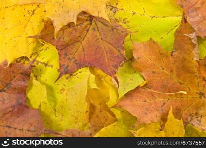 autumnal background with old color maple leaves