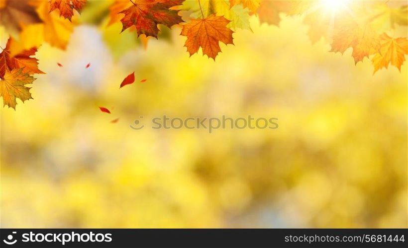 Autumnal banner with falling leaves for your design