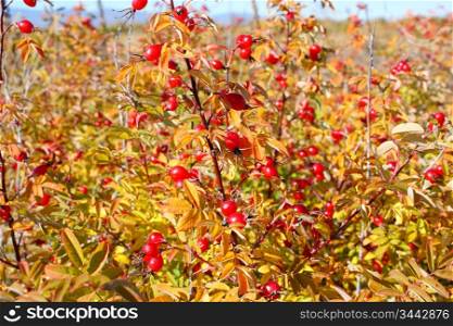 ""Autumnal bush of ;dogrose and splendid field by october.""