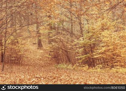 Autumnal bushes in forest.. Nature outdoor scenery woodland concept. Autumnal bushes in forest. Small vegetation amidst fall foliage golden leaves.