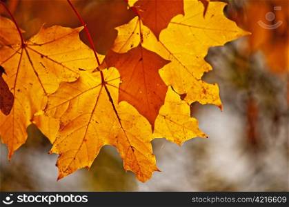 autumnal colored leaves in back light