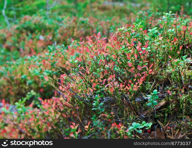 autumnal dense forest landscape.blueberry bushest.Russia