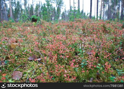 autumnal dense forest landscape.blueberry bushest.Russia