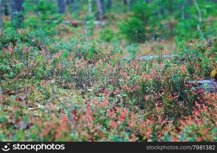 autumnal dense forest landscape.blueberry bushest.Russia