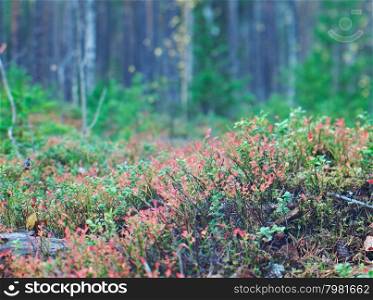 autumnal dense forest landscape.blueberry bushest.Russia